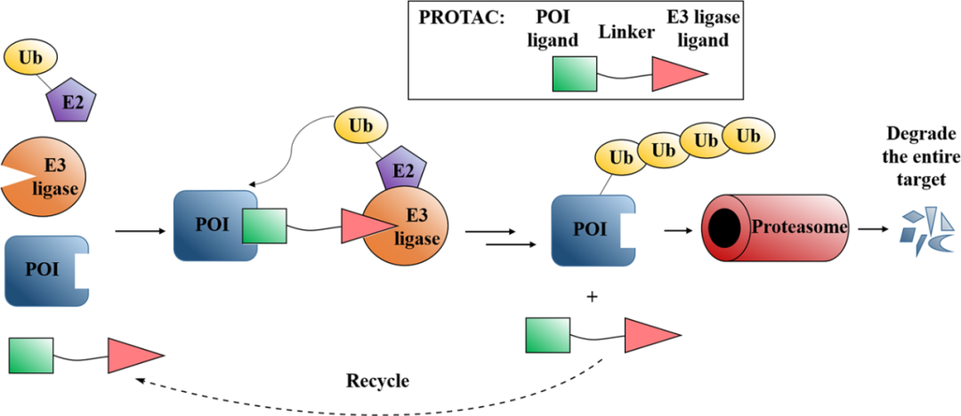 Product News | E3 Ubiquitin Ligase Ligands in PROTACs Technology